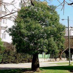 Kurrajong-Flaschenbaum Samen (Brachychiton populneus) 1.95 - 3