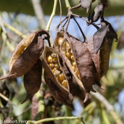 Kurrajong-Flaschenbaum Samen (Brachychiton populneus) 1.95 - 6