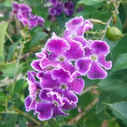 Violett färg av Duranta erecta Frön 1.75 - 2