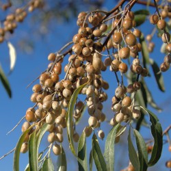 Sementes de árvore do paraíso, oleastro (Elaeagnus angustifolia) 2.95 - 1