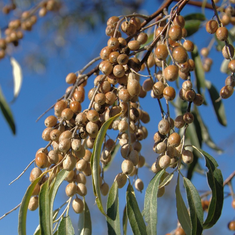 Σπόροι Τζιτζιφιά, Μοσχοιτιά (Elaeagnus angustifolia) 2.95 - 1