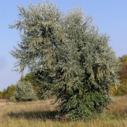Sementes de árvore do paraíso, oleastro (Elaeagnus angustifolia) 2.95 - 3