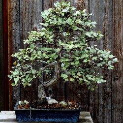 Smalbladig Silverbuske Frön (Elaeagnus angustifolia) 2.95 - 4