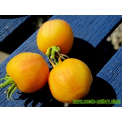 Semi di Pomodoro Garden peach (pesca del giardino)