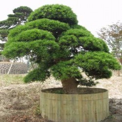 s/ 20 Samen Bonsai Japanische Cedar Semillas Bonsai Cryptomeria japonica 