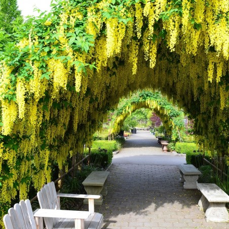Golden Chain Tree Seeds (Laburnum anagyroides) | €1.95