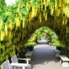 Golden Chain Tree Seeds (Laburnum anagyroides) | €1.95
