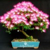 Persian Silk Tree, Pink Silk Tree Seeds 2.5 - 1