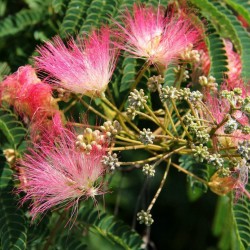 Sementes de Árvore-da-seda Acacia nemu  2.5 - 5