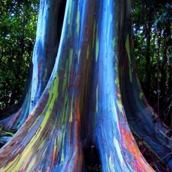 Rainbow Eucalyptus seeds 3.5 - 2