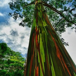 Rainbow - regnbåge Eucalyptus Frön 3.5 - 3