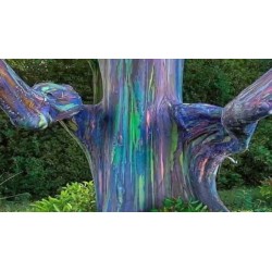 Rainbow - regnbåge Eucalyptus Frön 3.5 - 4