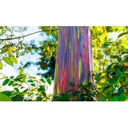 Regenbogen-Eucalyptus Samen, Rainbow Eucalyptus 3.5 - 5