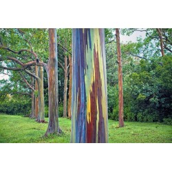 Regenbogen-Eucalyptus Samen, Rainbow Eucalyptus 3.5 - 6