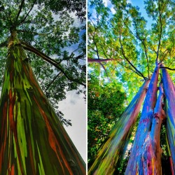 Rainbow - regnbåge Eucalyptus Frön 3.5 - 7