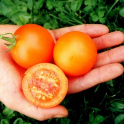 AURIGA Γερμανικά ντομάτας Σπόροι (Solanum lycopersicum) 1.85 - 3
