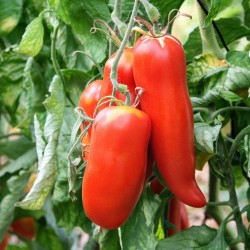 Rare Tomato ANDINE CORNUE Seeds 1.95 - 2
