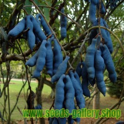 Sementes De Banana Azul (Decaisnea Fargesii)