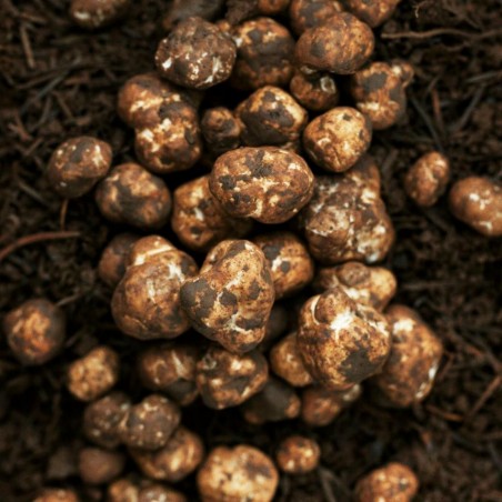 White Truffle Mycelium (Tuber magnatum) | β¬17.00