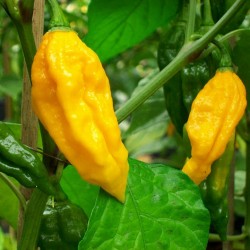 Sementes de Fatali Pepper Pimenta 2.5 - 2