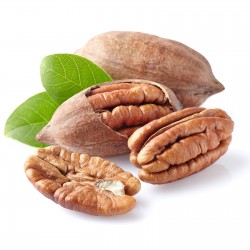 Pecan Nut Tree Carya illinoensis Improved Seeds 