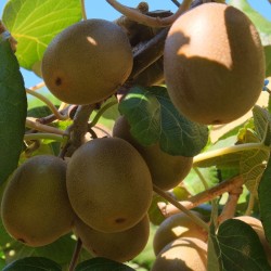 Golden Kiwi Seme izdrzava do - 25°C 1.75 - 2