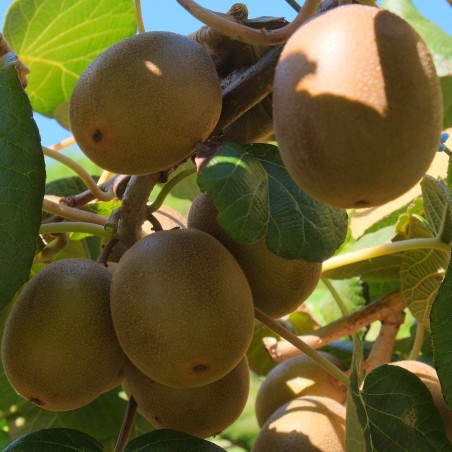 Price: €1.25 - Golden Kiwi Seeds Hardy - 25°C - 