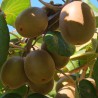 Price: €1.25 - Golden Kiwi Seeds Hardy - 25°C - 