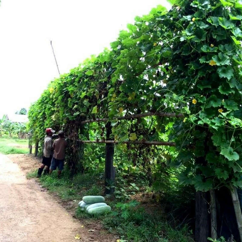 Wachskürbis Samen (Benincasa hispida) | 2,25 €