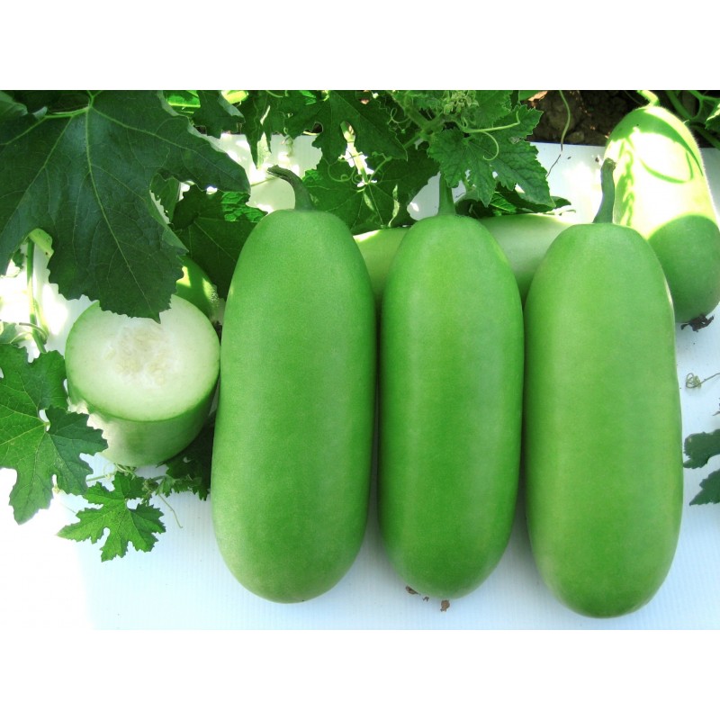 Wachskürbis Samen (Benincasa hispida) | 2,25 €