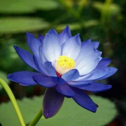 Sacred Lotus Seeds mixed colors (Nelumbo nucifera) 2.55 - 3