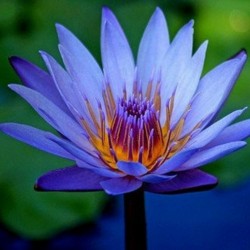 Lotus Lotosblumen Samen gemischte Farben (Nelumbo nucifera) 2.55 - 2