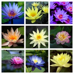 Graines de Lotus sacré couleurs mélangées (Nelumbo nucifera) 2.55 - 1