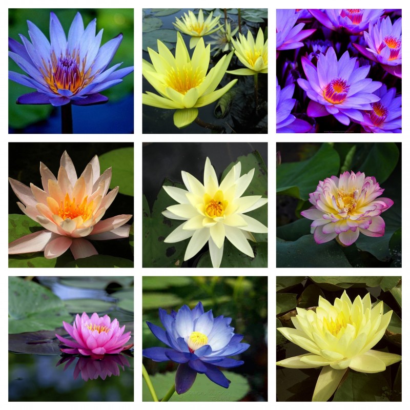 Lotussläktet frön blandade färger (Nelumbo nucifera) 2.55 - 1