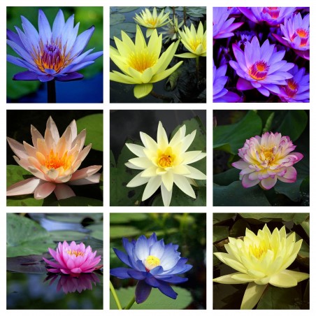 Sacred Lotus Seeds mixed colors (Nelumbo nucifera) - Price €3.50
