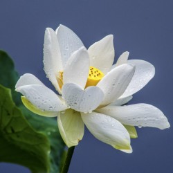 Lotussläktet frön blandade färger (Nelumbo nucifera) 2.55 - 6