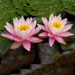 Lotussläktet frön blandade färger (Nelumbo nucifera) 2.55 - 9