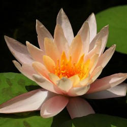 Lotussläktet frön blandade färger (Nelumbo nucifera) 2.55 - 10