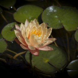 Lotus Ινδικός λωτός σπόρων μικτά χρώματα (Nelumbo nucifera) 2.55 - 11