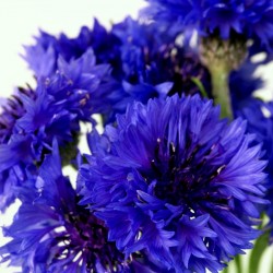 Semillas de Aciano, Flor Azulejo - Comestible 1.95 - 2