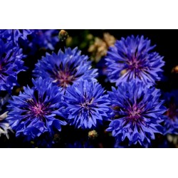 Semillas de Aciano, Flor Azulejo - Comestible 1.95 - 3