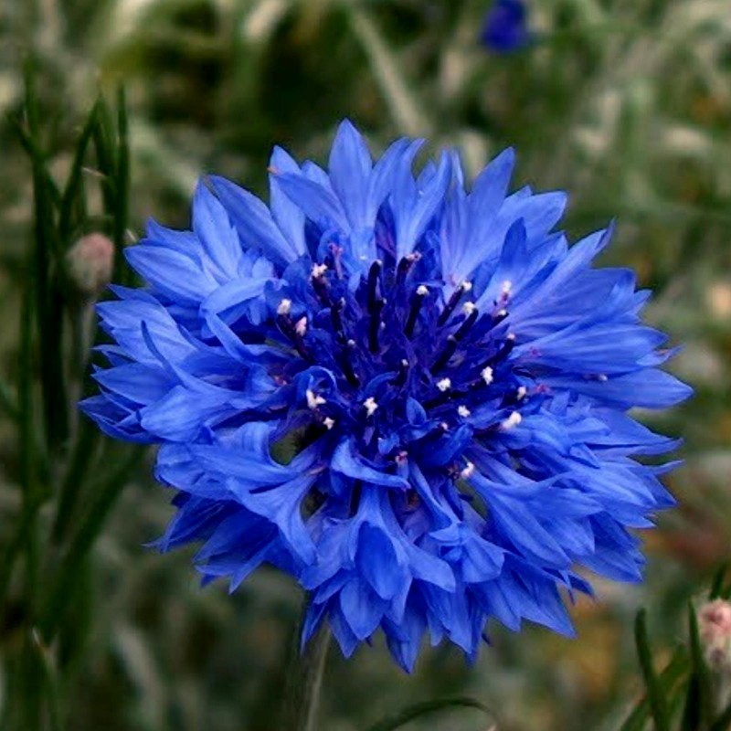 Edible - Blue Bachelor Button Flower Seeds 1.95 - 1