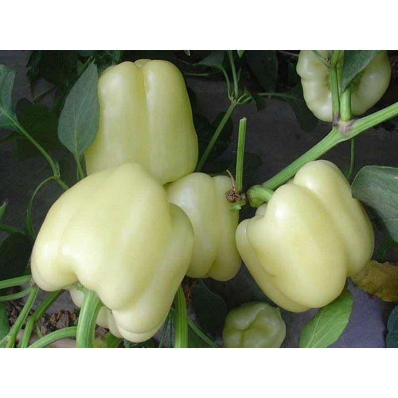 DIAMOND Sweet Pepper Seeds (White) | €1.55