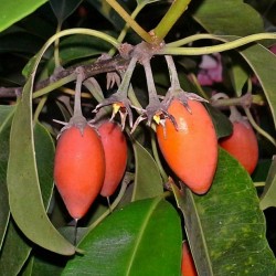 Bakul Frön - Spanish Cherry (Mimusops elengi) 2.95 - 2