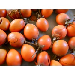 Bakul Frön - Spanish Cherry (Mimusops elengi) 2.95 - 3