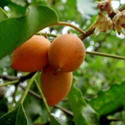 Bakul Frön - Spanish Cherry (Mimusops elengi) 2.95 - 4