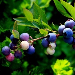 Sementes de Bilberry - Mirtilo Anão (Vaccinium myrtillus) 1.95 - 3