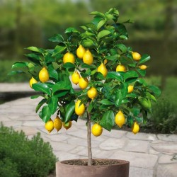 Zitrone - Limone Samen (C. × limon) 1.95 - 2