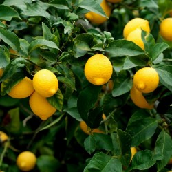 Citron frön (Citrus × limon) 1.95 - 3