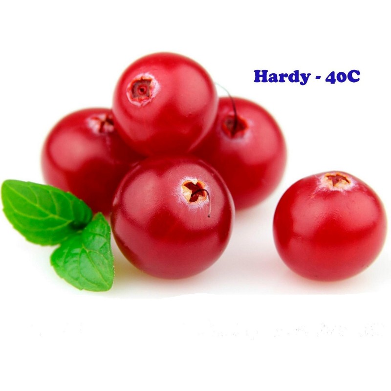 Bearberry, Kinnikinnick, Bear-Grape Seeds (Arctostaphylos uva-ursi) 2.45 - 1